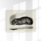 Antique Sleeping Cat Poster