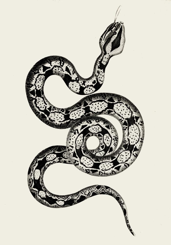 Antique Snake Poster