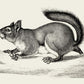 Antique Squirrel Poster