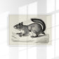 Antique Squirrel Poster