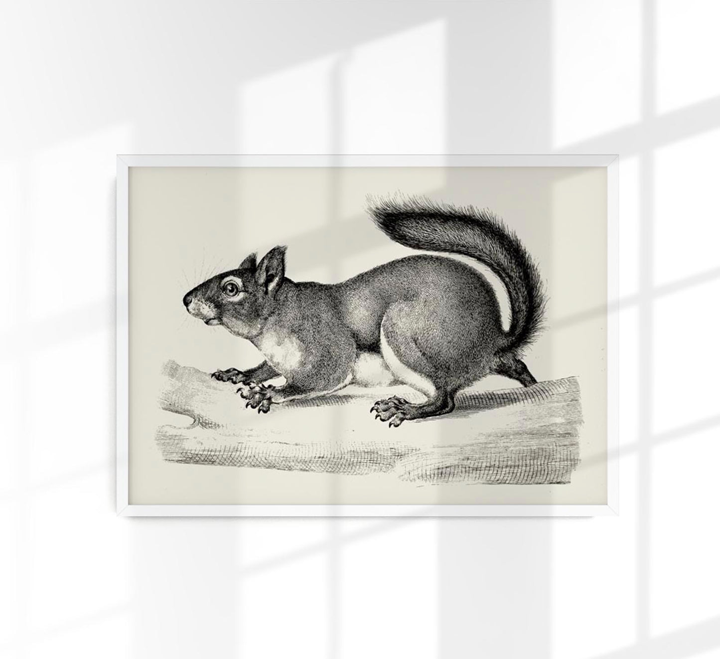 Antique Squirrel Poster