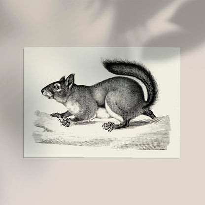 Antique Squirrel Poster