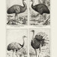 Antique Ostrich Breeds Poster