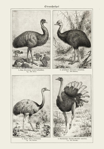 Antique Ostrich Breeds Poster