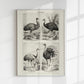 Antique Ostrich Breeds Poster