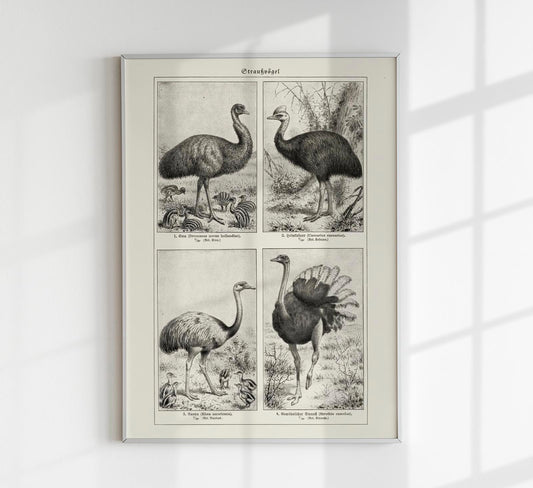 Antique Ostrich Breeds Poster