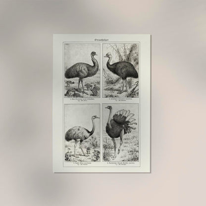 Antique Ostrich Breeds Poster