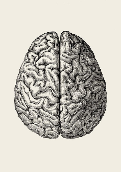 Anatomical Brain Science Poster
