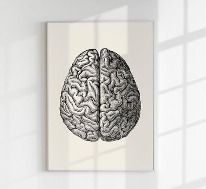 Anatomical Brain Science Poster