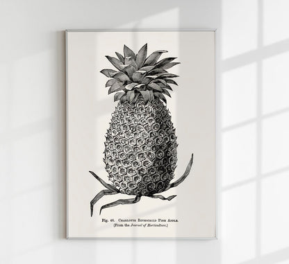 Antique Pineapple Poster