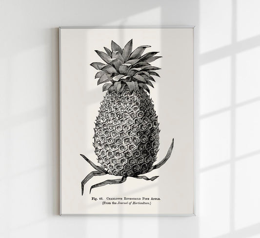 Antique Pineapple Poster