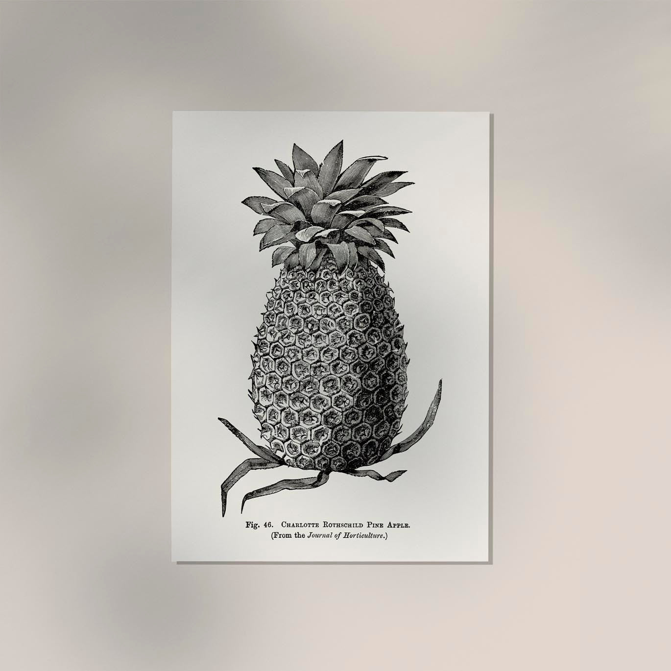 Antique Pineapple Poster