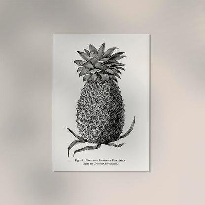 Antique Pineapple Poster