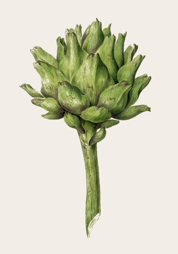 Antique Artichoke Poster