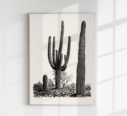 Antique Cactus Plant Poster