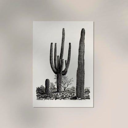 Antique Cactus Plant Poster