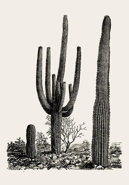 Antique Cactus Plant Poster