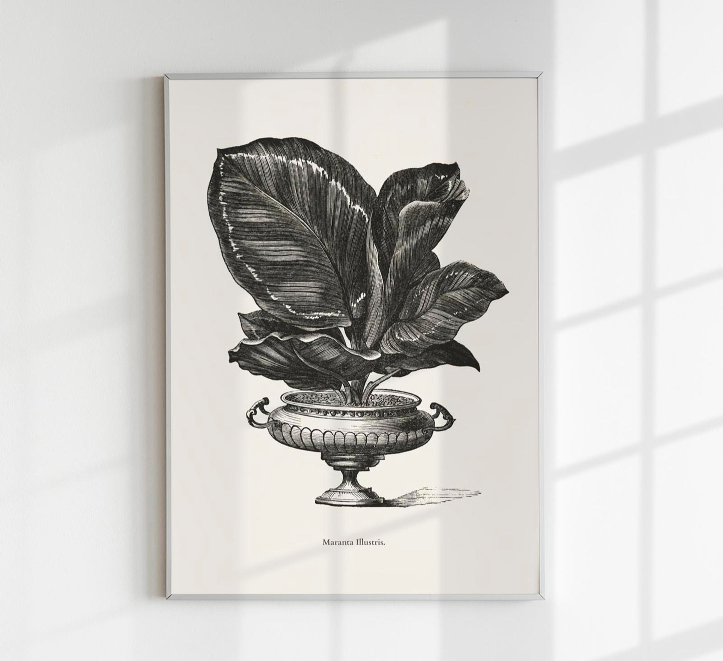 Antique Calateia Plant Poster