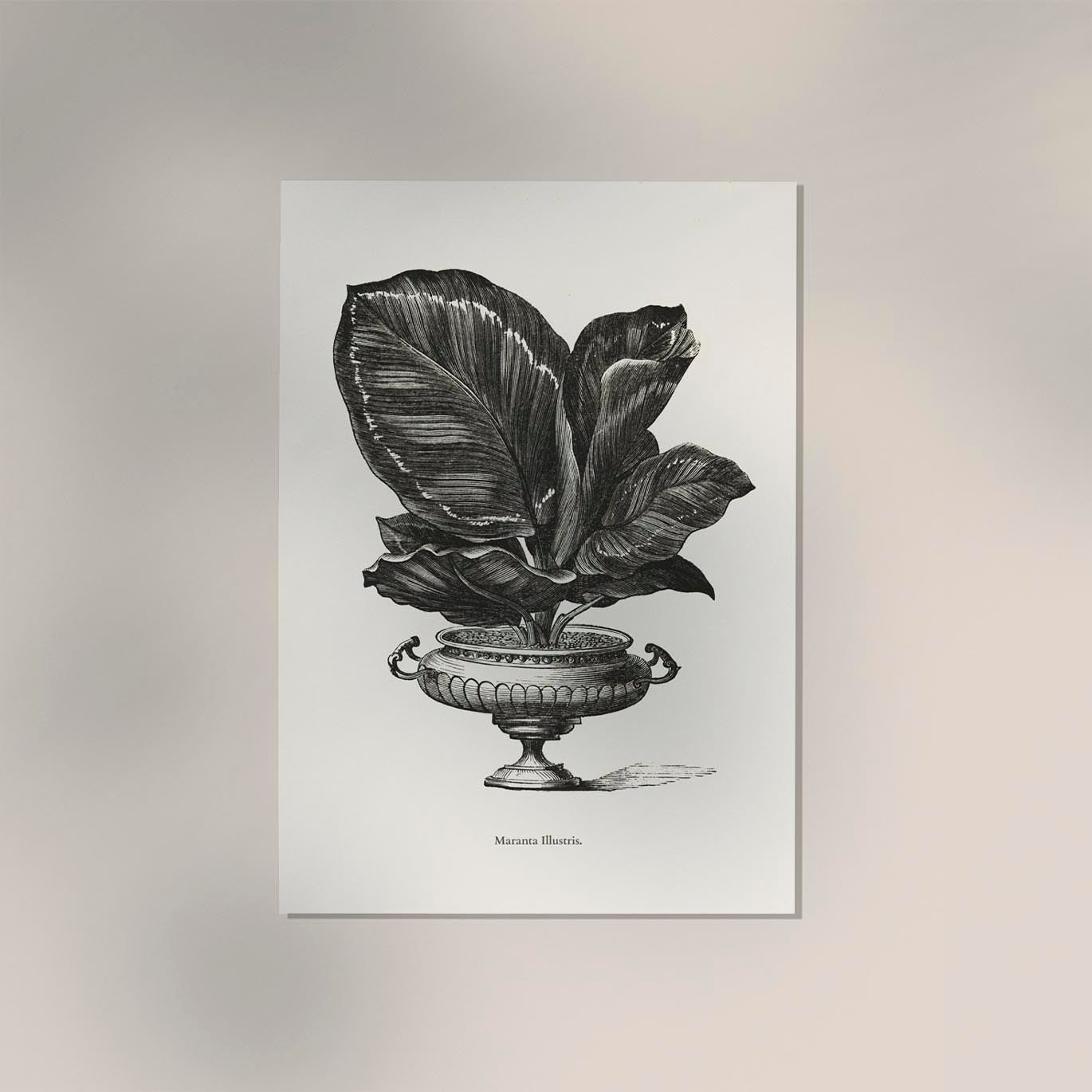 Antique Calateia Plant Poster