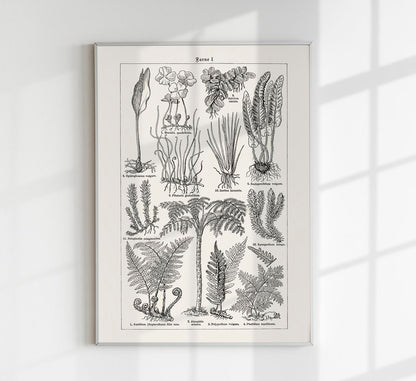 Antique Fern Leaves Poster