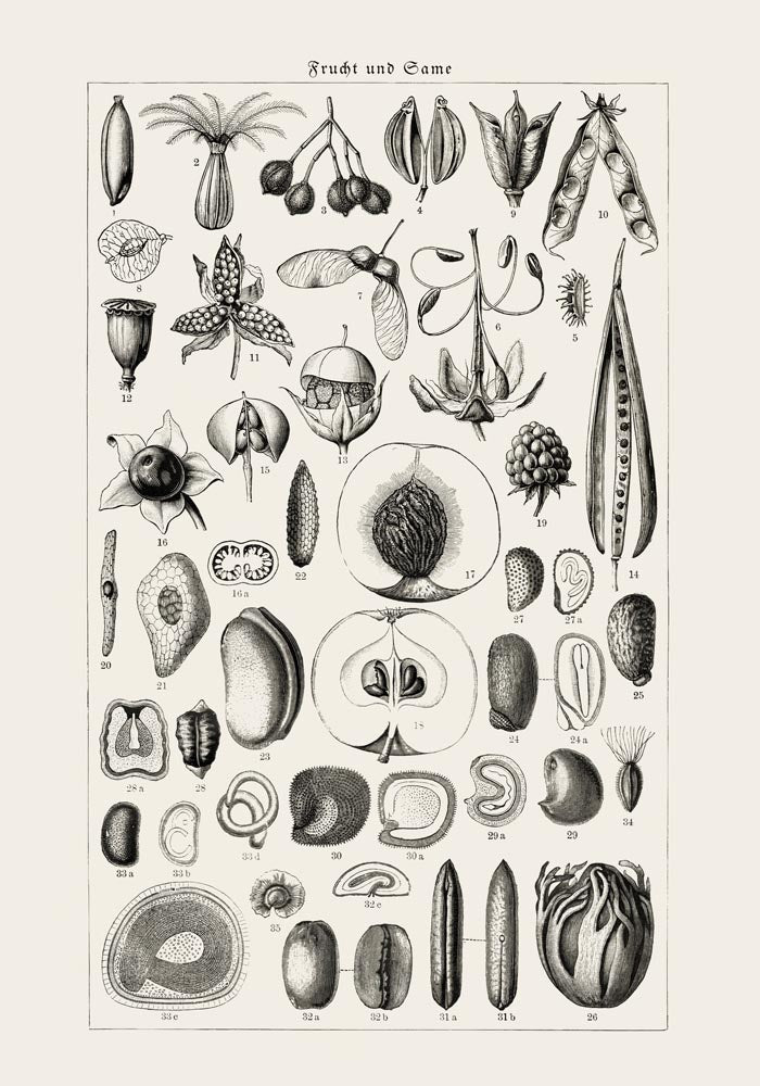 Antique Fruit and Seeds Poster