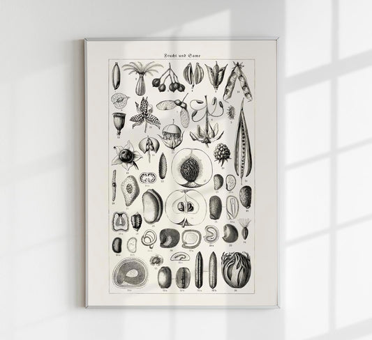 Antique Fruit and Seeds Poster