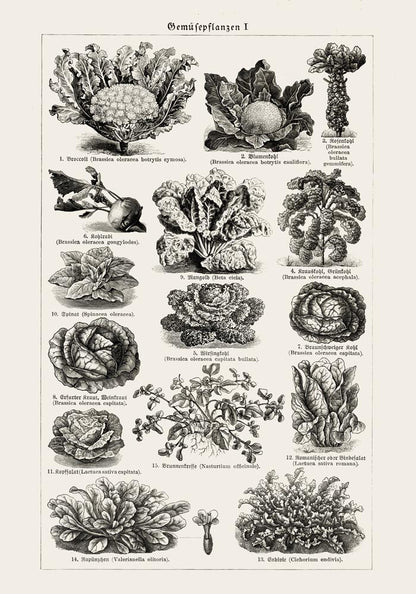 Antique Vegetable Chart Poster