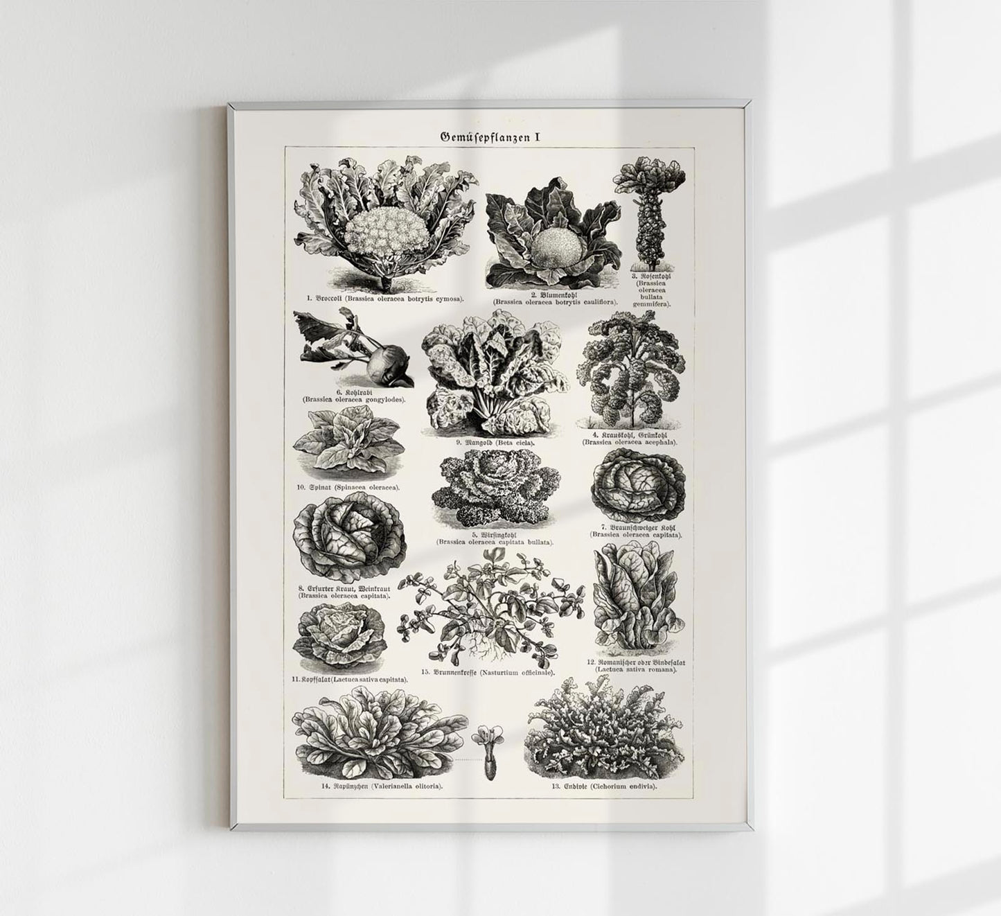 Antique Vegetable Chart Poster