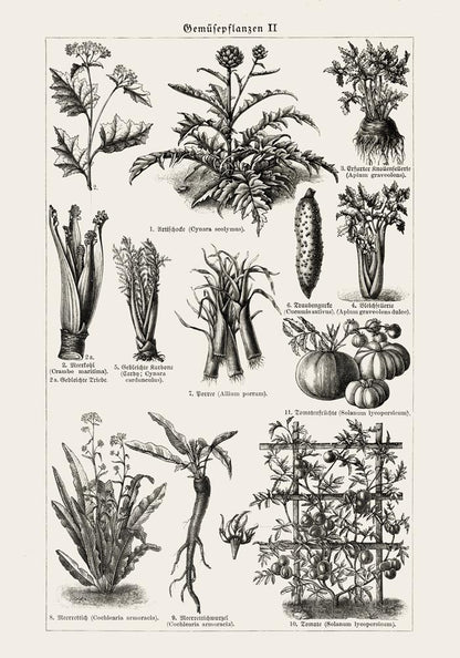 Antique Vegetable Chart II Poster