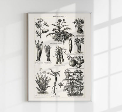 Antique Vegetable Chart II Poster