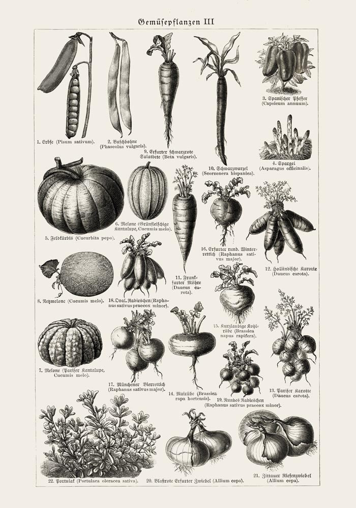 Antique Vegetable Chart III Poster