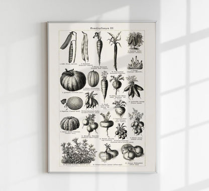 Antique Vegetable Chart III Poster