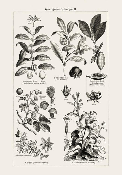 Antique Plant Seeds Poster