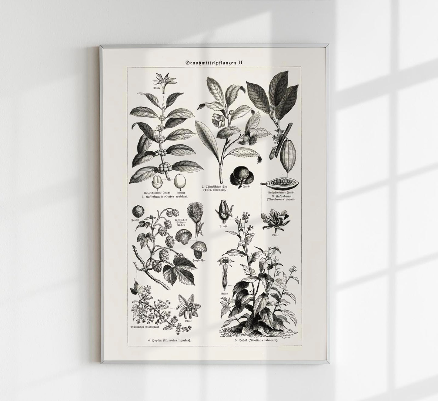 Antique Plant Seeds Poster