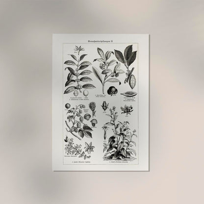 Antique Plant Seeds Poster