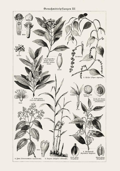 Antique Plant Seeds I Poster