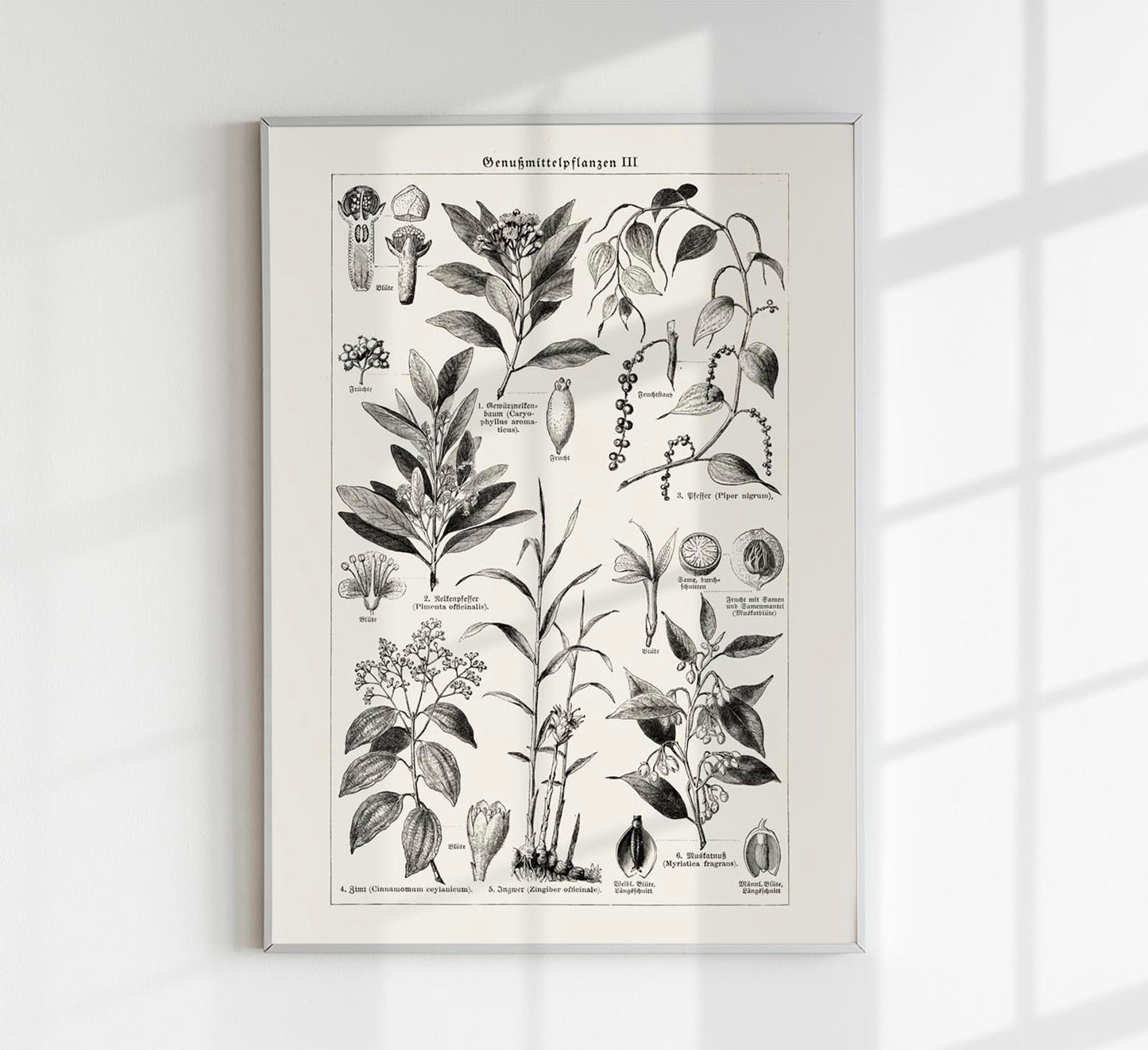 Antique Plant Seeds I Poster