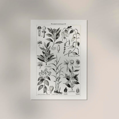 Antique Plant Seeds I Poster