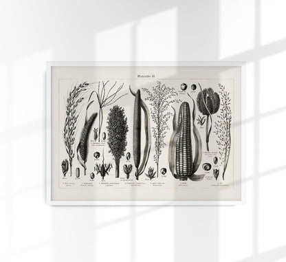 Antique Corn Plant Poster