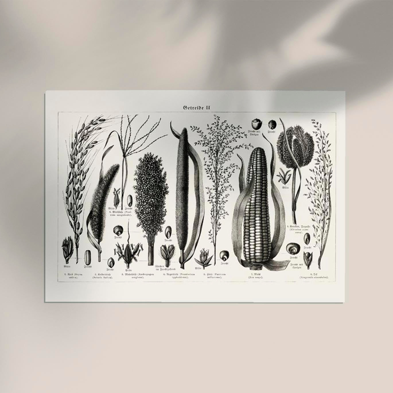 Antique Corn Plant Poster