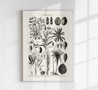 Antique Palm Tree Poster