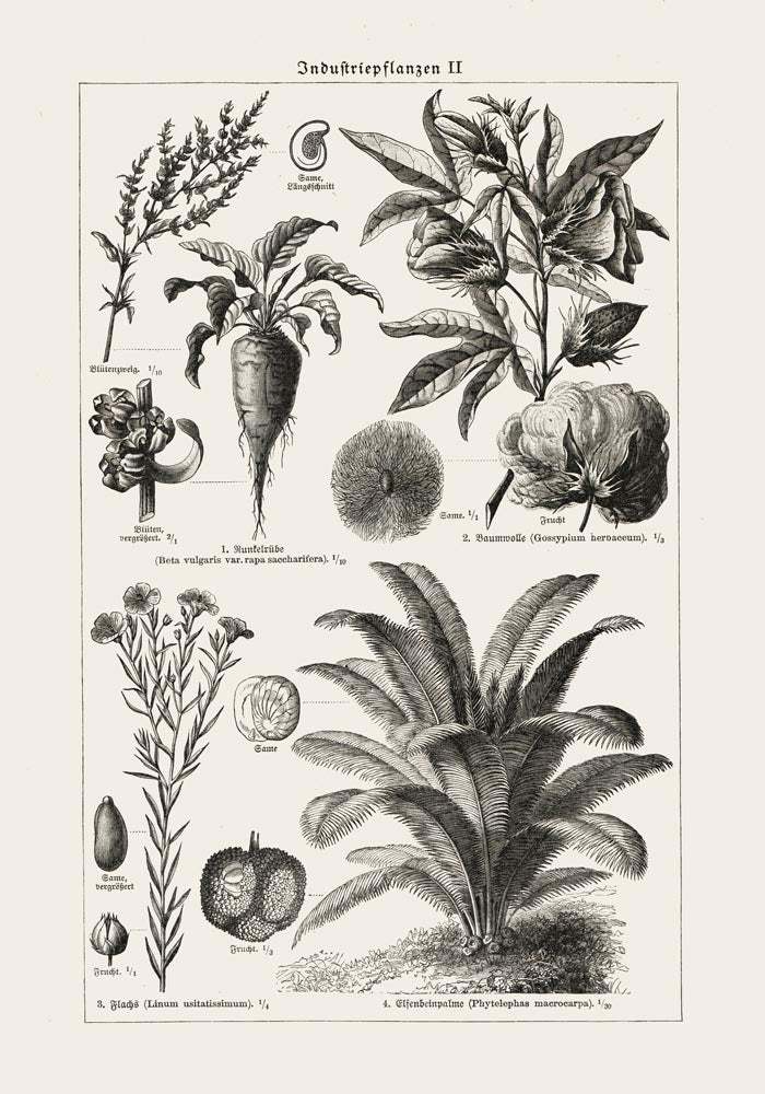 Antique Flowers and Plants Poster