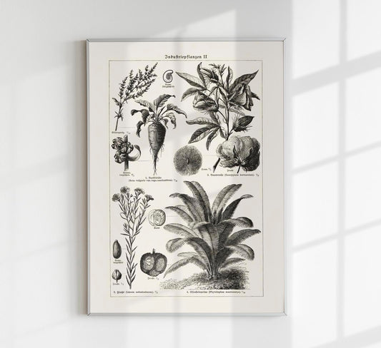 Antique Flowers and Plants Poster