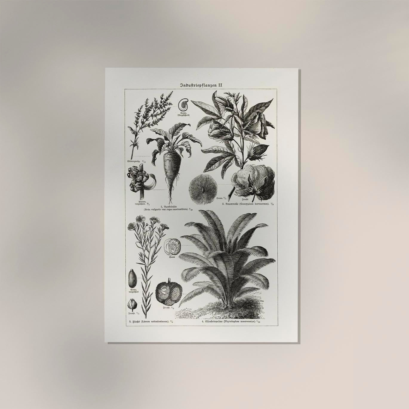 Antique Flowers and Plants Poster