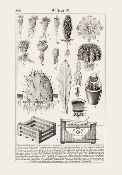 Antique Cactus Plant I Poster