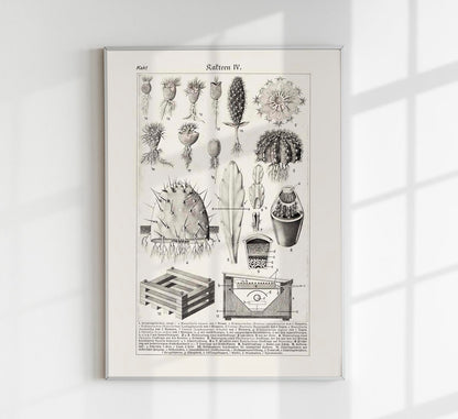 Antique Cactus Plant I Poster