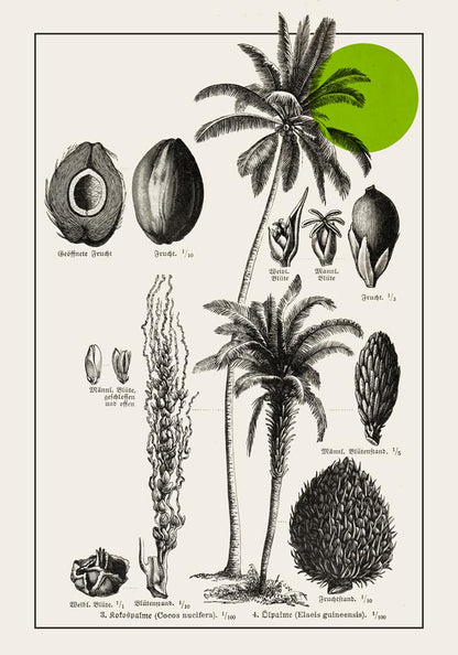 Antique Coconut Plant Poster