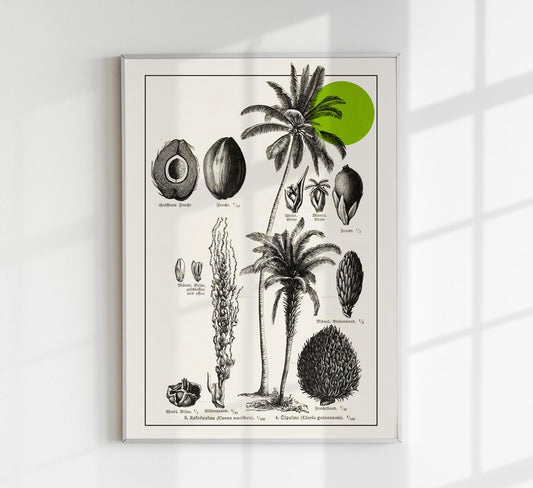 Antique Coconut Plant Poster