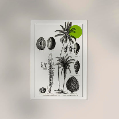 Antique Coconut Plant Poster