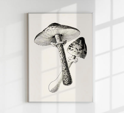 Antique Mushroom Poster